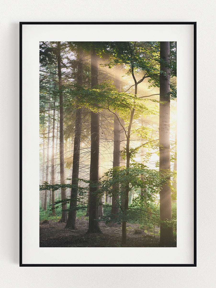 Sunset Forest Poster